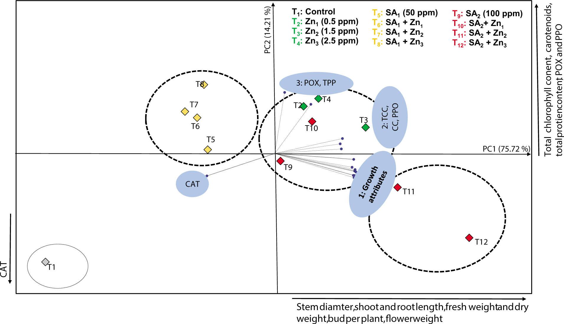 PCA due to effect of foliar application of SA and Zn on morpho-physiological attributes in Celosia argentea var. cristata. CAT, catalase; CC, carotenoids; PCA, principal components analysis; POX, peroxidase; PPO, polyphenol oxidase; SA, salicylic acid; TCC, total chlorophyll content; TPC, total protein content; Zn, zinc.