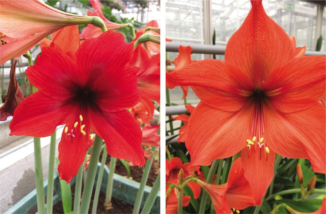 Clones of H. × chmielii – No. 6 (left) and No. 18 (right).