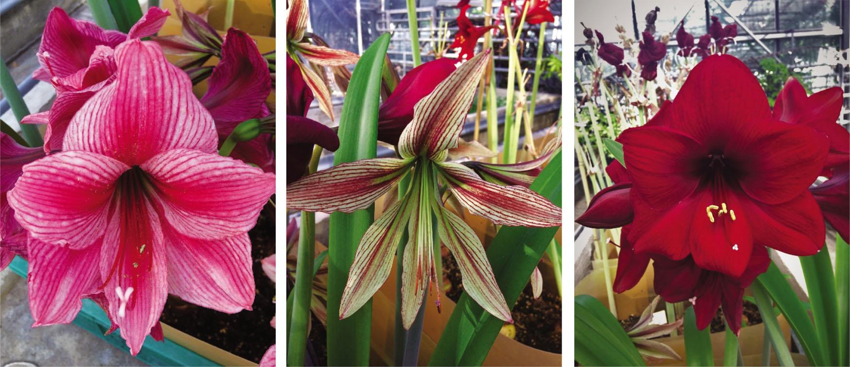 Cultivars of H. hybridum tested – ‘Gervase’, ‘Rio Negro’ and ‘Royal Velvet’ (from left to right).