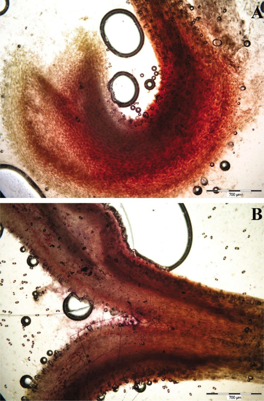 The receptive stigma of Hippeastrum × chmielii stained by alizarine red – clone No. 6 (A) and clone No. 18 (B).