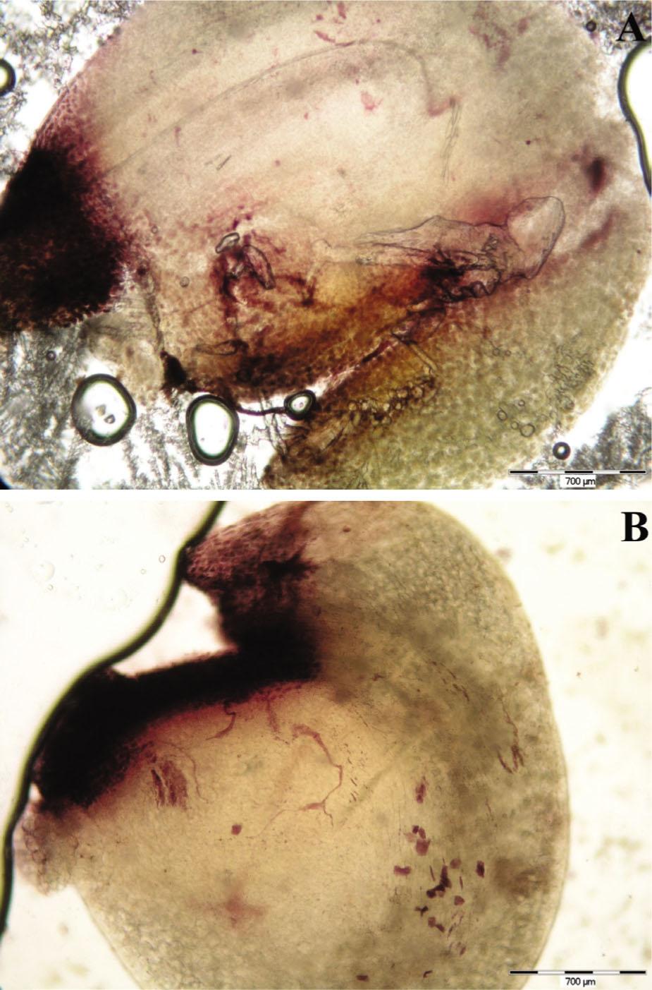 The receptive ovule of Hippeastrum × chmielii stained by alizarine red – clone No. 6 (A) and clone No. 18 (B).