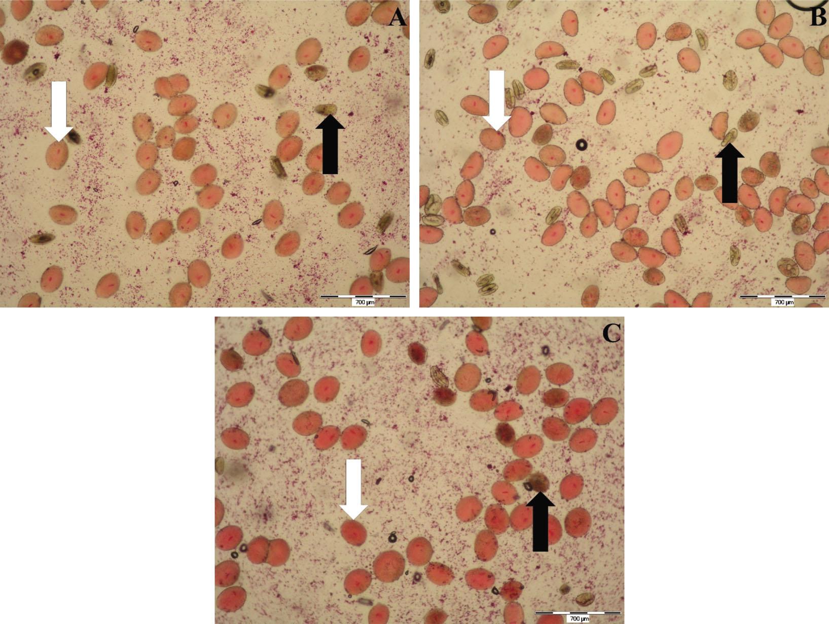 Pollen grains stained by acetocarmine – H. hybridum ‘Gervase’ (A), H. hybridum ‘Rio Negro’ (B) and H. hybridum ‘Royal Velvet’ (C). White arrows show viable pollen grains; black arrows show non-stainable/non-viable grains.