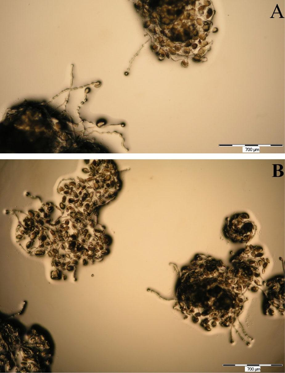 Sprouting pollen tubes on the germination medium – H. hybridum ‘Rio Negro’ (A) and H. hybridum ‘Royal Velvet’ (B).