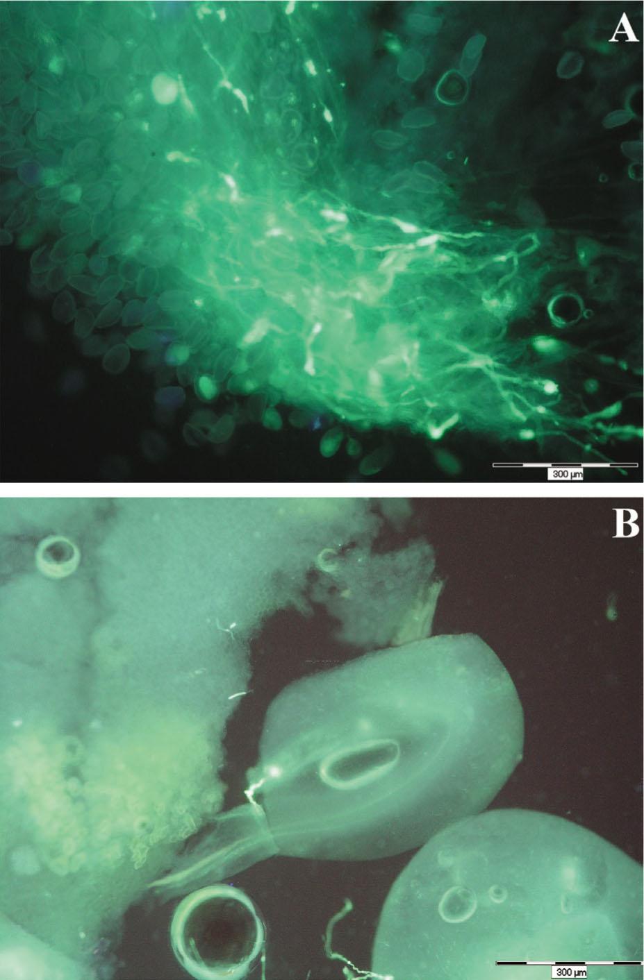 Germinating pollen grains of H. hybridum ‘Rio Negro’ on the stigma (A) and pollen tubes of ‘Rio Negro’ penetrated the ovule (B).