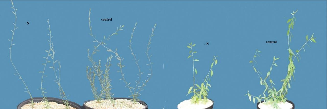 Comparison of plant height of Alook (Prunus scoparia L.) (left) and bitter almond (Prunus dulcis L.) (right) seedlings under nitrogen deficiency (–N) treatment.