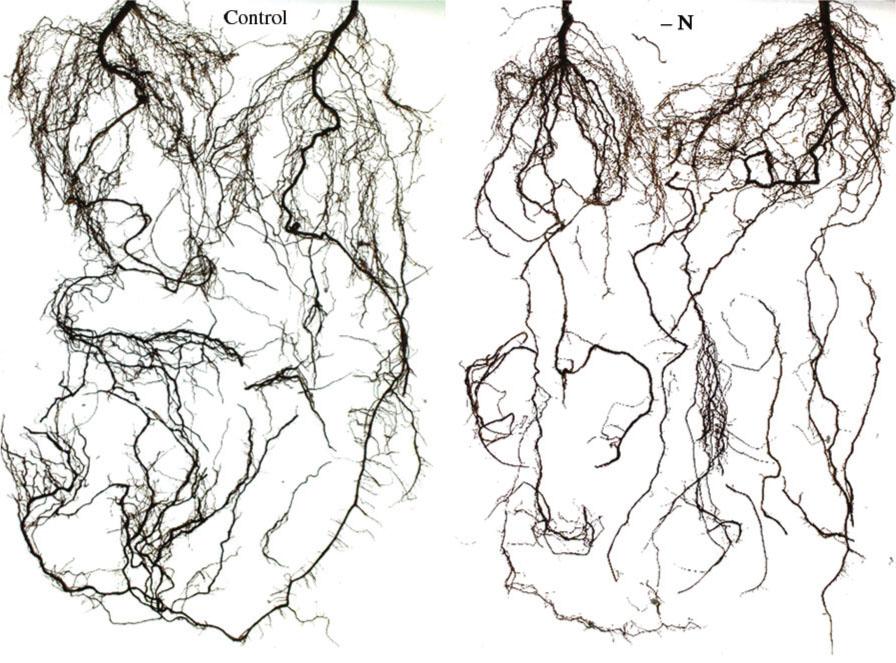 Comparison of the root system architectures of bitter almond (Prunus dulcis L.) seedlings in control (left) and N-deficiency (right) treatment.