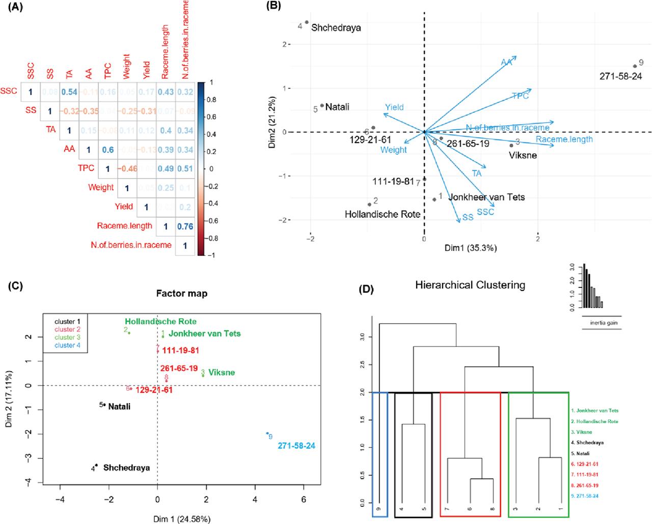 Correlation among selected traits (A), PCA – biplot with loadings (B), factor map (C) and hierarchical cluster (D) analysis of red currant genotypes.(1) ‘Jonkheer van Tets’; (2) ‘Hollandische Rote’; (3) ‘Viksne’; (4) ‘Shchedraya’; (5) ‘Natali’; (6) 129-21-61; (7) 111-19-81; (8) 261-65-19 and (9) 271-58-24. PCA, principal component analysis.