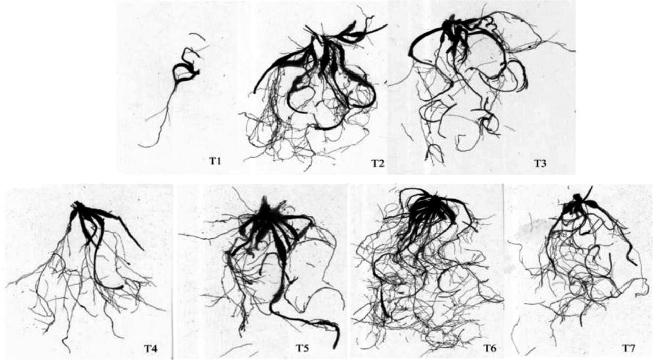 Root morphology of A. cochinchinensis plantlet in different substrates. T1: garden soil 100%; T2: garden soil:perlite:coconut bran = 20%:40%:40%; T3: garden soil:coconut bran:vermiculite = 20%:40%:40%; T4: garden soil:vermiculite:peat = 20%:40%:40%; T5: garden soil:perlite:peat = 20%:40%:40%; T6: perlite:coconut bran:vermiculite = 33.33%:33.33%:33.33%; T7: perlite:vermiculite:peat = 33.33%:33.33%:33.33%.