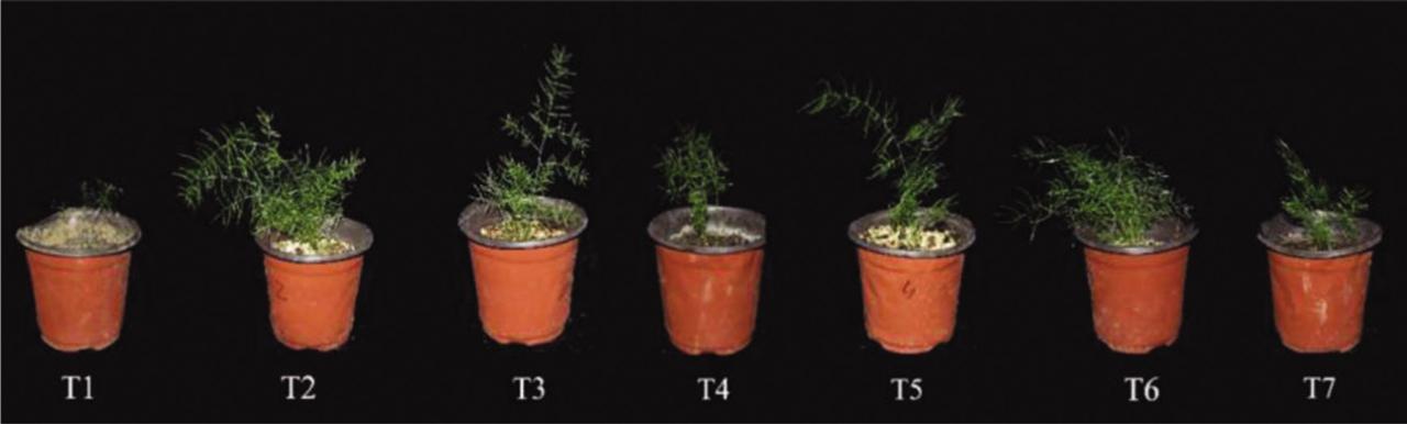 Growth status of A. cochinchinensis plantlet in different substrates. T1: garden soil 100%; T2: garden soil:perlite:coconut bran = 20%:40%:40%; T3: garden soil:coconut bran:vermiculite = 20%:40%:40%; T4: garden soil:vermiculite:peat = 20%:40%:40%; T5: garden soil:perlite:peat = 20%:40%:40%; T6: perlite:coconut bran:vermiculite = 33.33%:33.33%:33.33%; T7: perlite:vermiculite:peat = 33.33%:33.33%:33.33%.