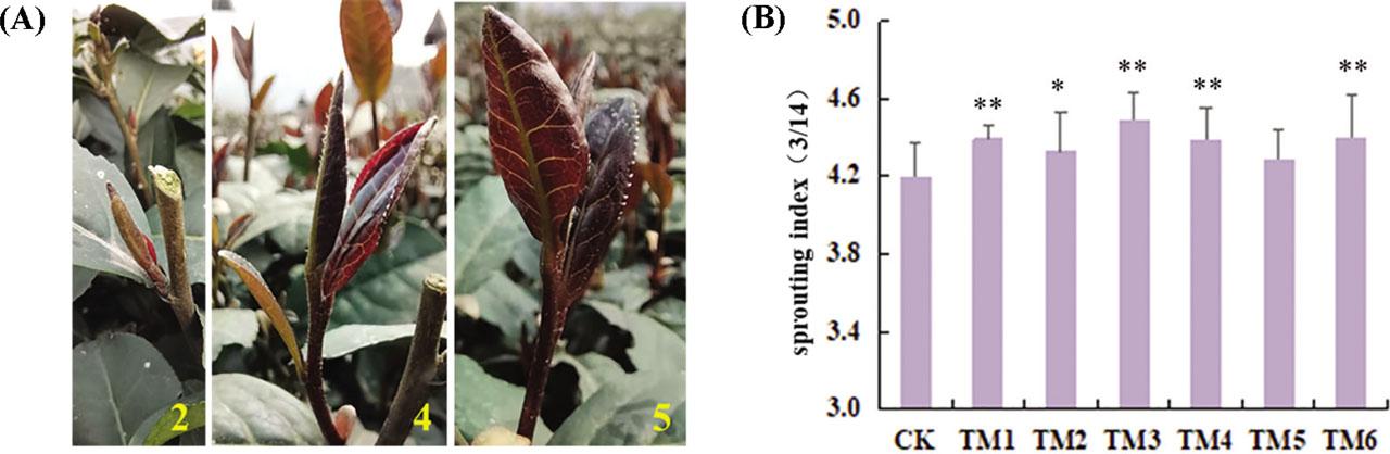 Effects of WSL treatments on the bud flush of tea plants; (A) representative pictures of tea buds with different SPIs, which are shown in yellow numbers; (B) SPIs of different treatments on 14 March 2021. *p < 0.05 and **p < 0.01 indicate significant differences compared with those of the CK. CK, control; SPI, sprouting index; TM, treatment; WSL, weak supply of light.