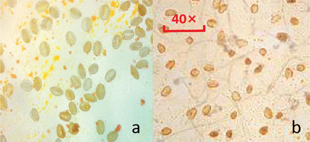 Comparison of pollen germination. (A) Pollen germination of ‘5-21’. (B) Pollen germination of ‘Pollyanna’.