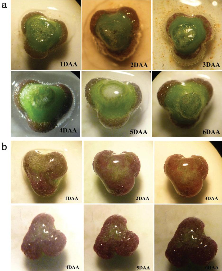 The ‘5-35’ stigmas from 1 to 6 days after anthesis (DAA). (A) Stigmas after treatment with benzidine-H2O2 solution. (B) Stigmas showing no reaction but wet secretions..