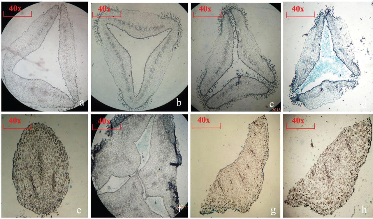 Stigma cross sections. (A) ‘3-1’, (B) ‘5-4’, (C) ‘5-35’, (D) ‘0-0.2’, (E) ‘5-21’, (F) ‘3-12’, (G) ‘Pollyanna’, and (H) ‘Sorbonne’.