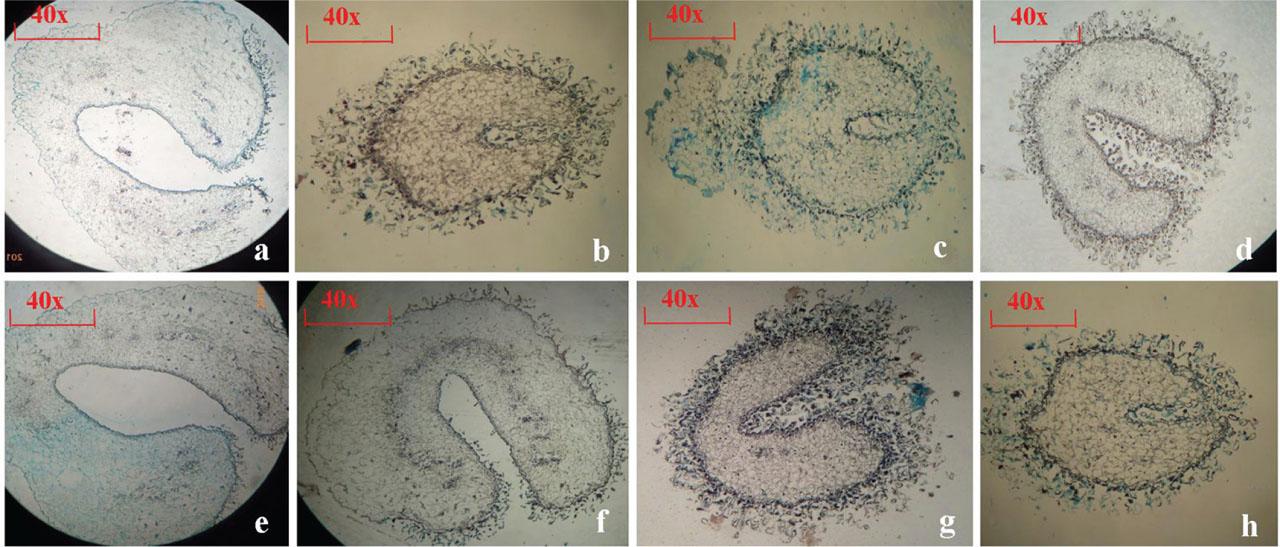 Stigma vertical sections: (A) ‘3-1’, (B) ‘5-4’, (C) ‘5-35’, (D) ‘0-0.2’, (E) ‘5-21’, (F) ‘3-12’, (G) ‘Pollyanna’ and (H) ‘Sorbonne’.