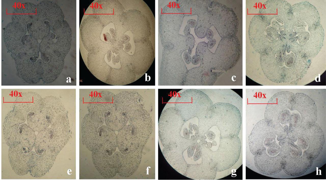 Ovary cross-sections: (A) ‘3-1’, (B) ‘5-4’, (C) ‘5-35’, (D) ‘0-0.2’, (E) ‘5-21’, (F) ‘3-12’, (G) ‘Pollyanna’ and (H) ‘Sorbonne’.