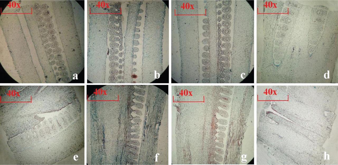 Ovary vertical sections: (A) ‘3-1’, (B) ‘5-4’, (C) ‘5-35’, (D) ‘0-0.2’, (E) ‘5-21’, (F) ‘3-12’, (G) ‘Pollyanna’ and (H) ‘Sorbonne’.