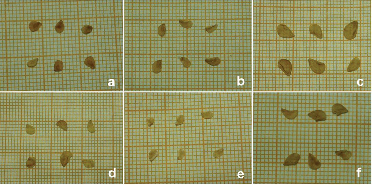 Comparison of seeds of lily: (A) ‘3-1’, (B) ‘5-35’, (C) ‘0-0.2’, (D) ‘5-21’, (E) ‘3-12’ and (F) ‘Sorbonne’.
