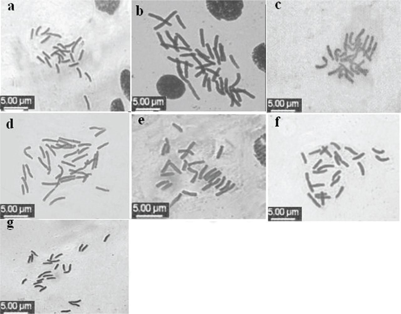 Chromosomal conventional tablets: (A) ‘3-1’, (B) ‘5-4’, (C) ‘5-35’, (D) ‘0-0.2’, (E) ‘5-21’, (F) ‘3-12’ and (G) ‘Pollyanna’.