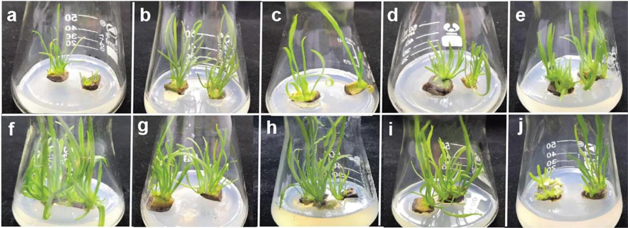 Effects of different media on induction of adventitious buds of male sterile lily ‘5-4’: (A) no NAA and no 6-BA; (B) 0.5 mg · L−1 NAA and 0.1 mg · L−1 6-BA; (C) 0.5 mg · L−1 NAA and 0.5 mg · L−1 6-BA; (D) 0.5 mg · L−1 NAA and 1.0 mg · L−1 6-BA; (E) 1.0 mg · L−1 NAA and 0.1 mg · L−1 6-BA; (F) 1.0 mg · L−1 NAA and 0.5 mg · L−1 6-BA; (G) 1.0 mg · L−1 NAA and 1.0 mg · L−1 6-BA; (H) 1.5 mg · L−1 NAA and 0.1 mg · L−1 6-BA; (I) 1.5 mg · L−1 NAA and 0.5 mg · L−1 6-BA; and (J) 1.5 mg · L−1 NAA and 1.0 mg · L−1 6-BA.