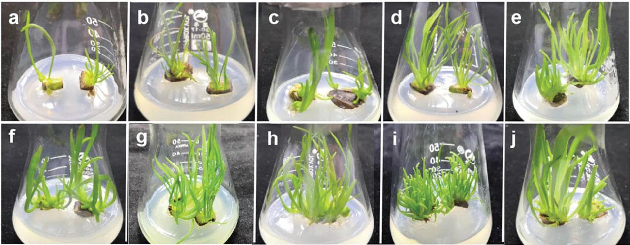 Effects of different media on adventitious bud induction of male sterile lily ‘5-35’: (A) no NAA and no 6-BA; (B) 0.5 mg · L−1 NAA and 0.1 mg · L−1 6-BA; (C) 0.5 mg · L−1 NAA and 0.5 mg · L−1 6-BA; (D) 0.5 mg · L−1 NAA and 1.0 mg · L−1 6-BA; (E) 1.0 mg · L−1 NAA and 0.1 mg · L−1 6-BA; (F) 1.0 mg · L−1 NAA and 0.5 mg · L−1 6-BA; (G) 1.0 mg · L−1 NAA and 1.0 mg · L−1 6-BA; (H) 1.5 mg · L−1 NAA and 0.1 mg · L−1 6-BA; (I) 1.5 mg · L−1 NAA and 0.5 mg · L−1 6-BA; and (J) 1.5 mg · L−1 NAA and 1.0 mg · L−1 6-BA.