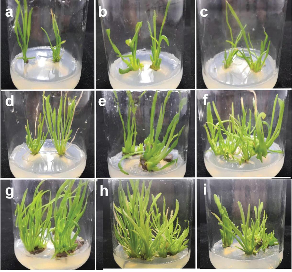 Effects of different media on the proliferation of adventitious buds of male sterile lily ‘5-35’: (A) 0.5 mg · L−1 6-BA and 1.0 mg · L−1 NAA; (B) 0.5 mg · L−1 6-BA and 0.5 mg · L−1 NAA; (C) 0.5 mg · L−1 6-BA and 1.0 mg · L−1 NAA; (D) 1.0 mg · L−1 6-BA and 0.1 mg · L−1 NAA; (E) 1.0 mg · L−1 6-BA and 0.5 mg · L−1 NAA; (F) 1.0 mg · L−1 6-BA and 1.0 mg · L−1 NAA; (G) 1.5 mg · L−1 6-BA and 0.1 mg · L−1 NAA; (H) 1.5 mg · L−1 6-BA and 0.5 mg · L−1 NAA; and (I) 1.5 mg · L−1 6-BA and 1.0 mg · L−1 NAA.