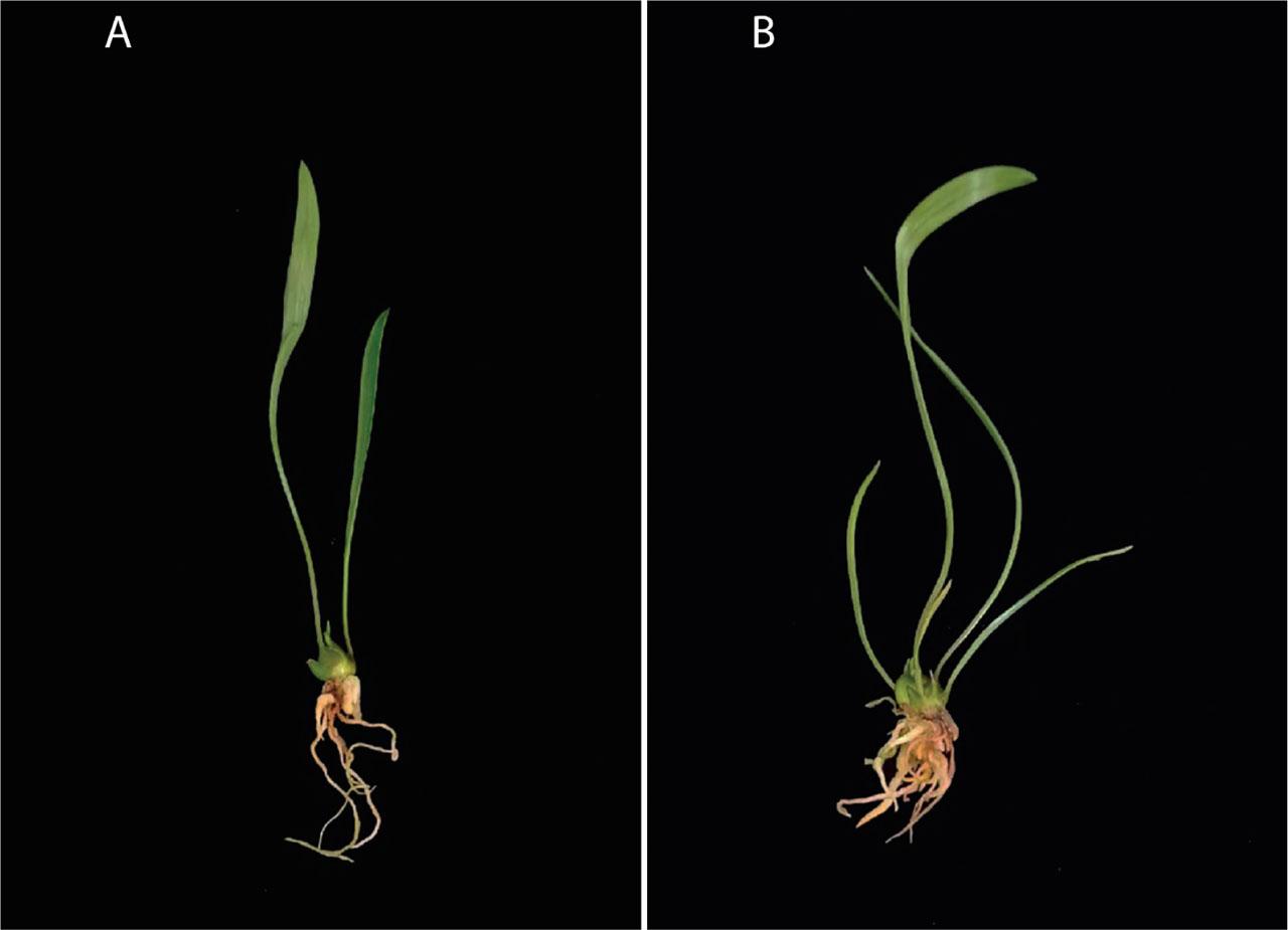 Rooting of male sterile lilies: (A) ‘5-4’ seedling and (B) ‘5-35’ seedling.