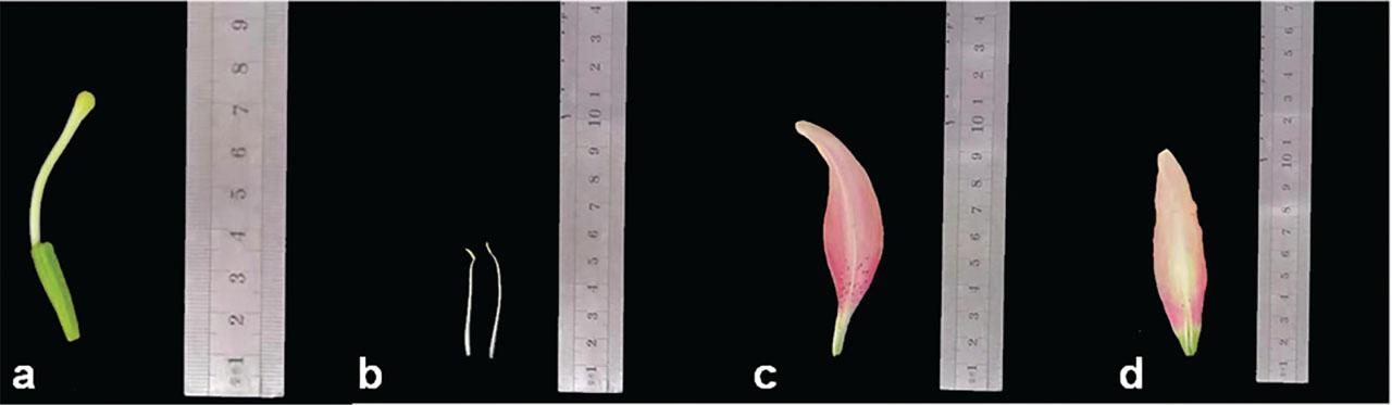 The size of petals, filaments, and stigmas of ‘5-4’ flower.