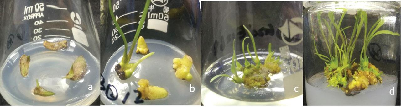Morphological traits of plantlet of ‘5-4’ in vitro cultures.