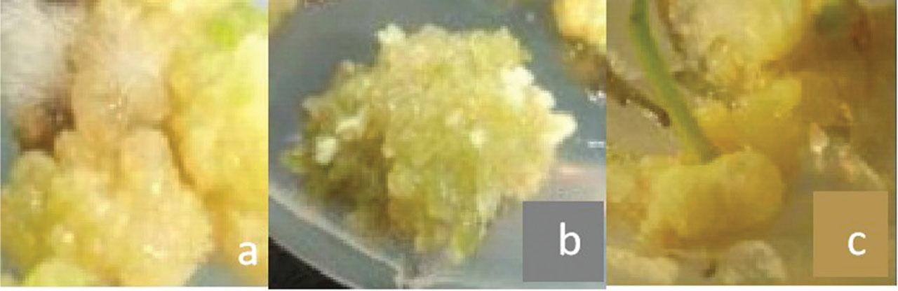 Morphological traits of callus of ‘5-35’ in vitro cultures.
