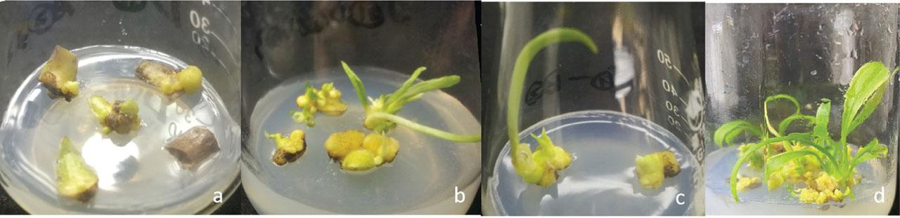 Morphological traits of plantlet of ‘5-35’ in vitro cultures.