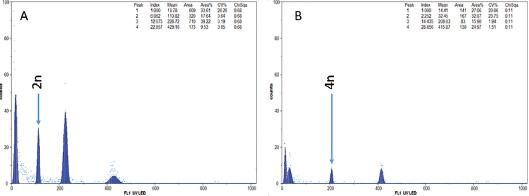 Ploidy level of diploid (A) and tetraploid watermelon (B).