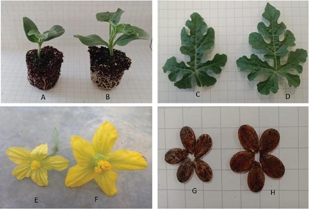 Seedling of diploid (A) CXN5 and tetraploid (B) M1CXN5-1 genotypes, leaf of diploid (C) CXN5 and tetraploid (D) M1CXN5-1 genotypes, male flower of diploid (E) N5 and tetraploid (F) M1N5-1 genotypes and seeds of diploid (G) CXN3 and tetraploid (H) M1CXN3-1 genotypes.