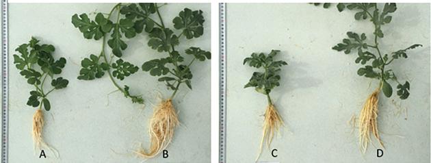 Diploid N7 (A) and tetraploid M1N7-1 (B) genotypes and diploid CXN3 (C) and tetraploid M1-CXN3-1 (D) genotype plants grown in hydroponic culture for 21 days after transplanting.