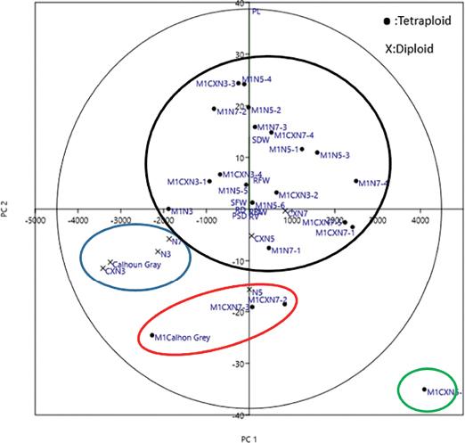 PCA of diploid (D) and tetraploid (T) watermelon genotypes based on hydroponic culture morphological features. PCA, principal component analysis; PL, plant length; PSD, plant stem diameter; RD, root diameter; RDW, root dry weight; RFW, root fresh weight; RL, root length; RV, root volume; SDW, shoot dry weight; SFW, shoot fresh weight.