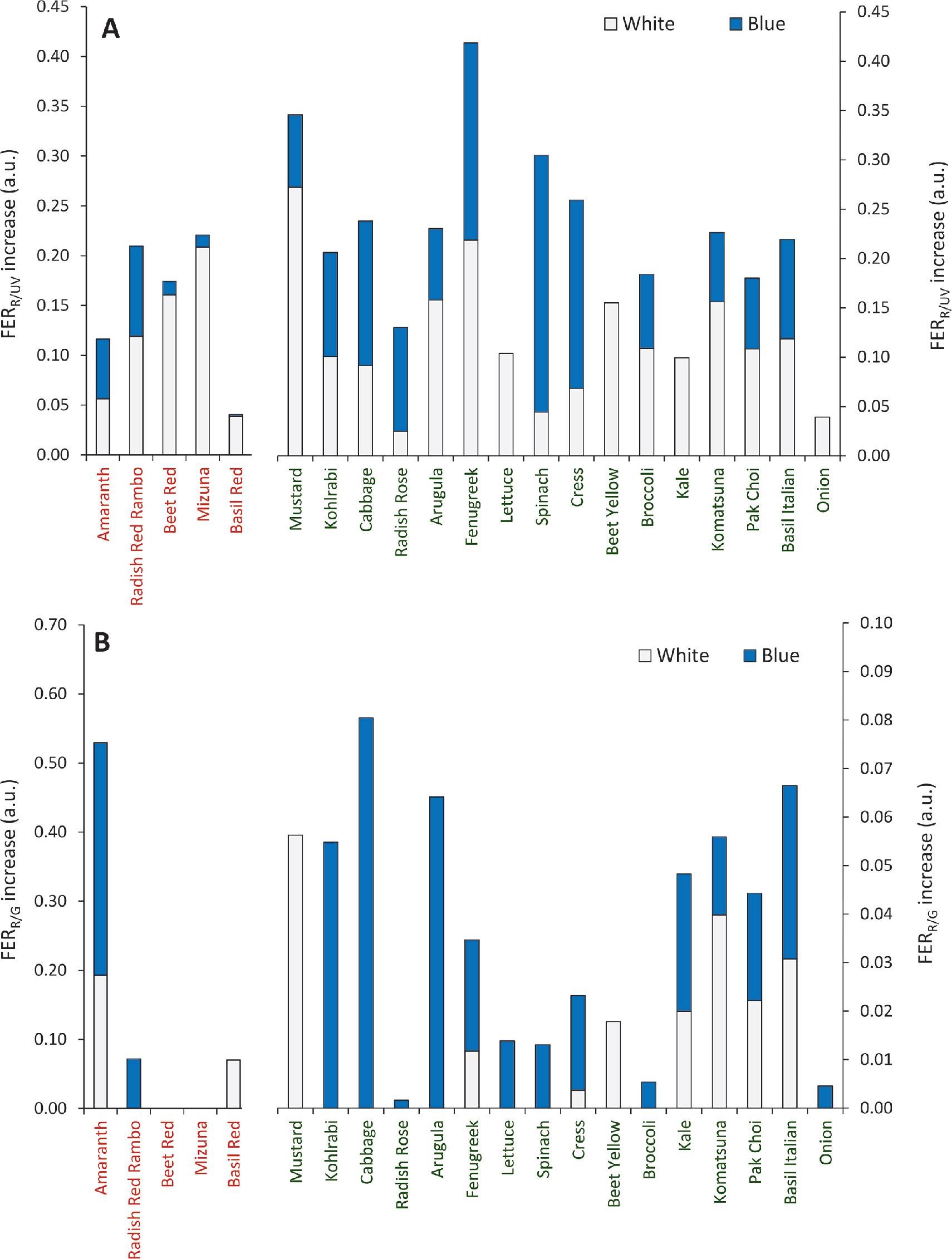 Increase of fluorescence excitation indexes indicating (A) flavonoid content (FERR/UV) and (B) anthocyanin content (FERR/G) in plants exposed to white and blue light compared to red light LEDs. Five red-leafed genotypes are presented separately (left graph) from the green-leafed genotypes (graph red). In the case of anthocyanin index (B), the changes in red (graphs left) and green leafed (graphs right) genotypes are presented in different scales. LEDs, light-emitting diodes.