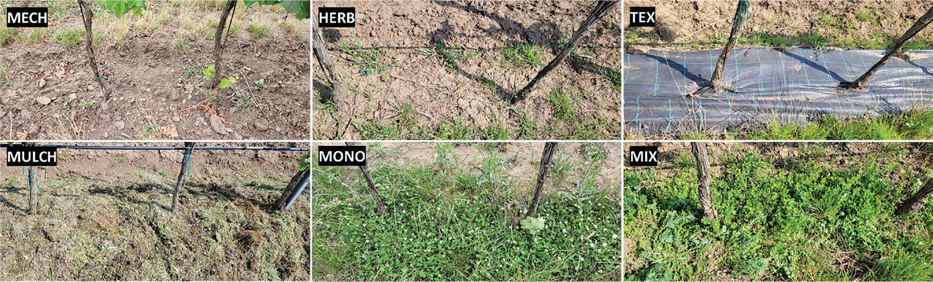 Different under-vine treatments. (MECH, bare soil cultivated mechanically; HERB, bare soil with herbicide application; TEX, under-vine belt covered by black woven agrotextile; MULCH, green mulch – mowed grass; MONO, cover crop – monoculture; MIX, cover crop – mixture of plants).