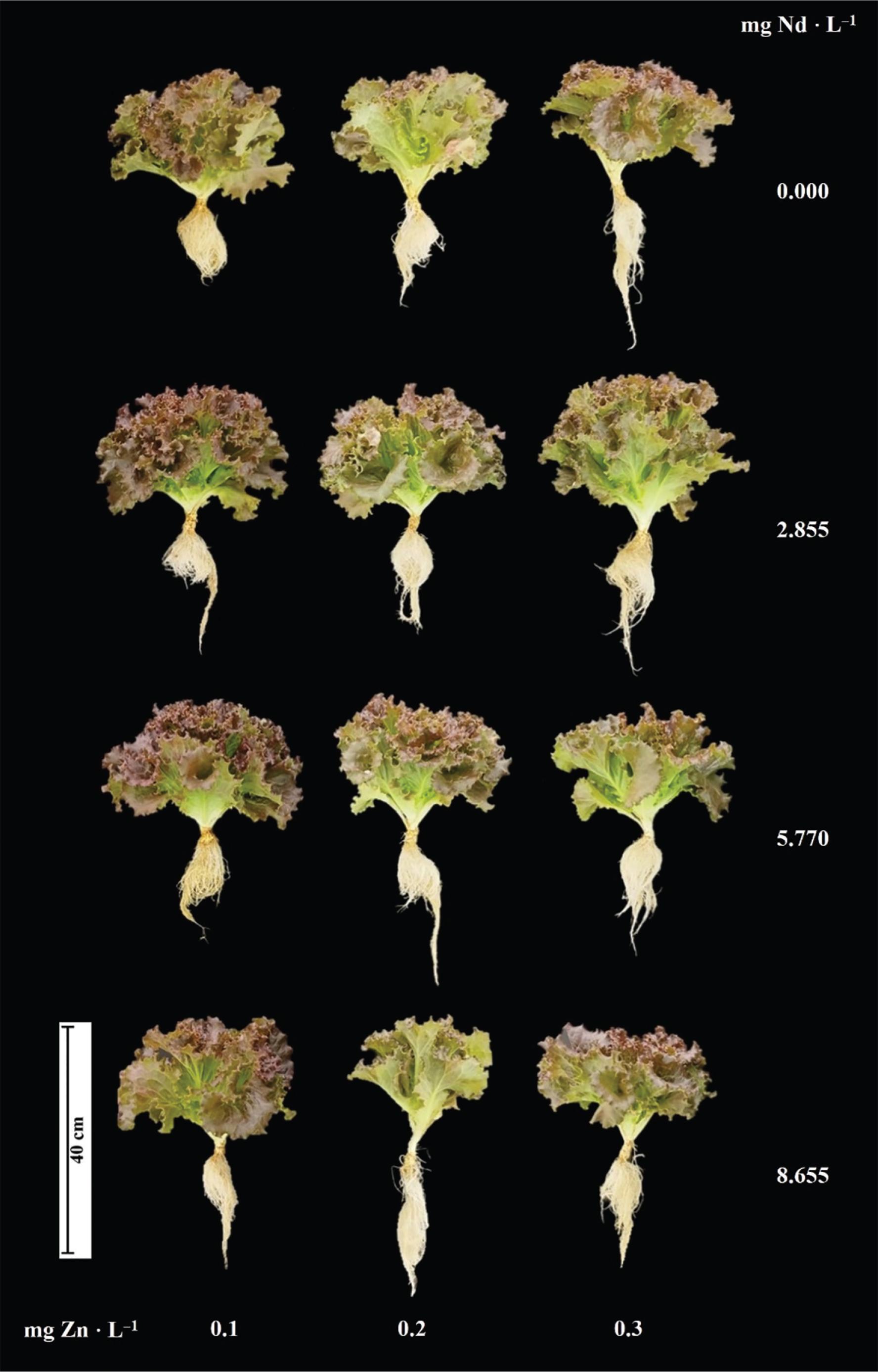 Growth of lettuce (Lactuca sativa) cv. ‘Ruby Sky’ plants treated for 48 days with different concentrations of Nd (0.000, 2.885, 5.770 and 8.655 mg · L−1) and Zn (0.1, 0.2 and 0.3 mg · L−1).