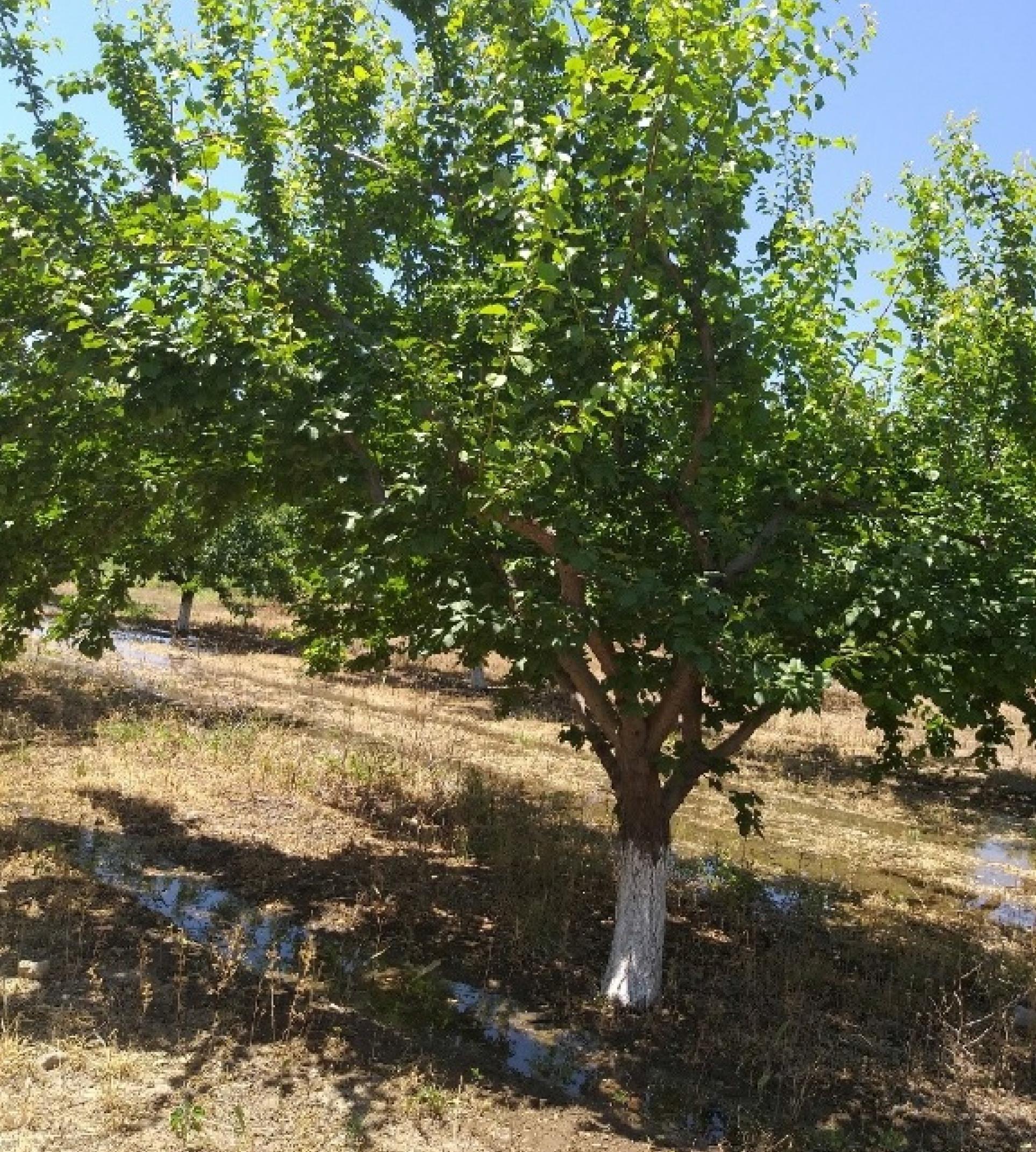 ‘Shlor-Tsiran’ trees at the orchard of the Echmiadzin Scientific Center of Agriculture.