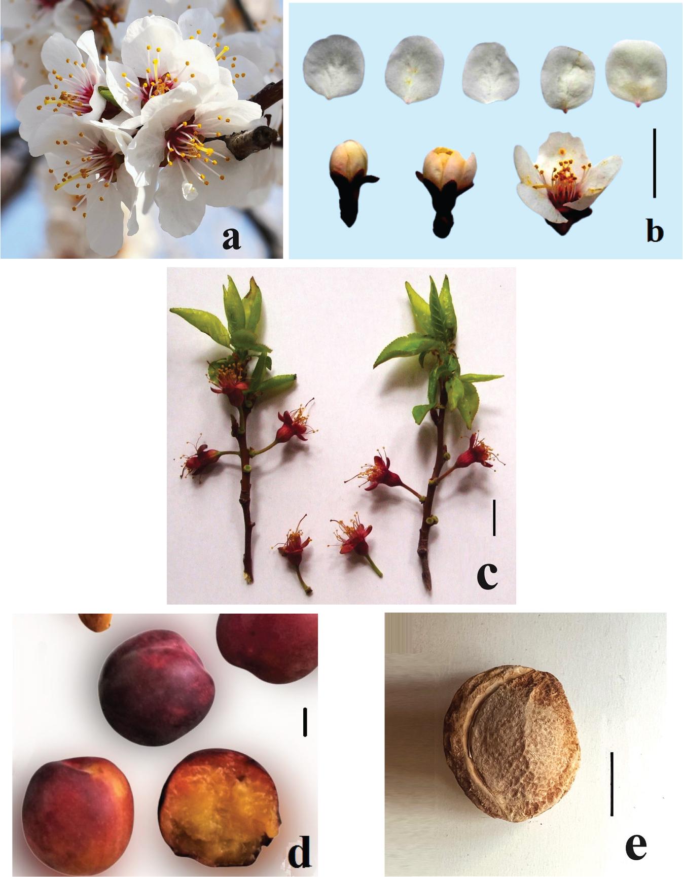 ‘Shlor-Tsiran’: (A) flowers; (B) petals, flower buds; (C) shoot fragments with hypanthium on elongated peduncles; (D) fruits and (E) stone (scale bar = 10 mm).