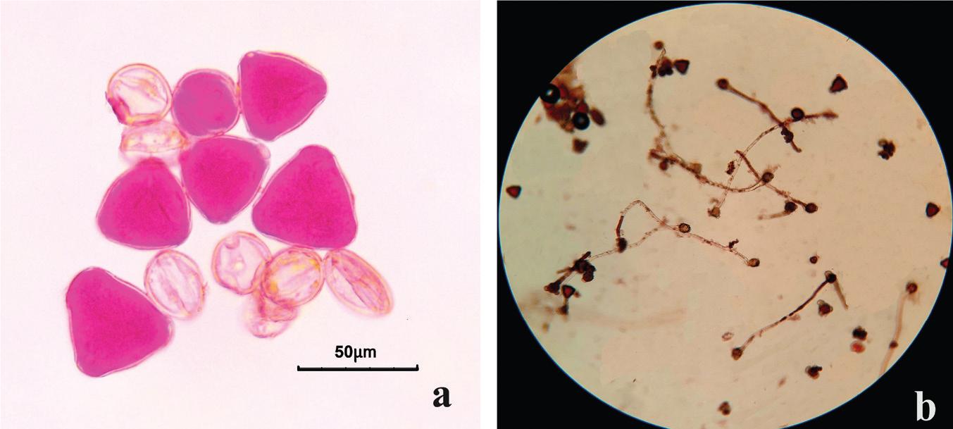(a) Fertile (pink) and sterile (transparent) pollen grain of Prunus × dasycarpa var. ‘Shlor-Tsiran’. (b) Pollen germination.