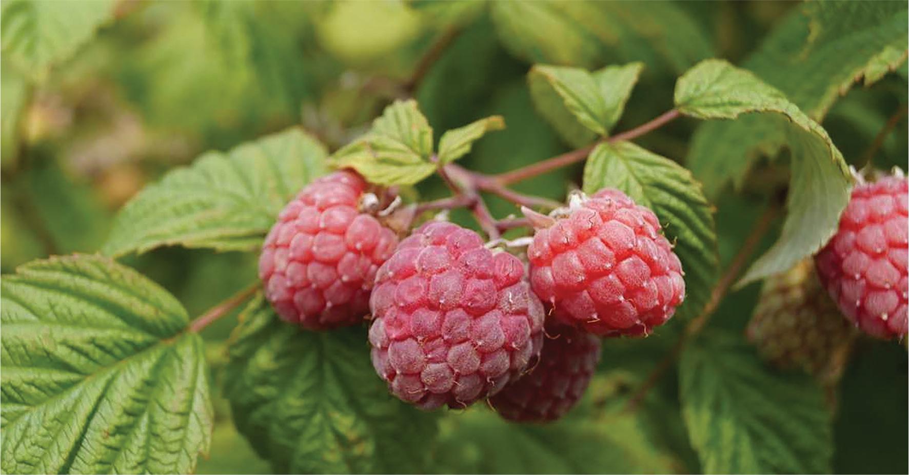 Wild raspberry plants in Vercenik plateau.