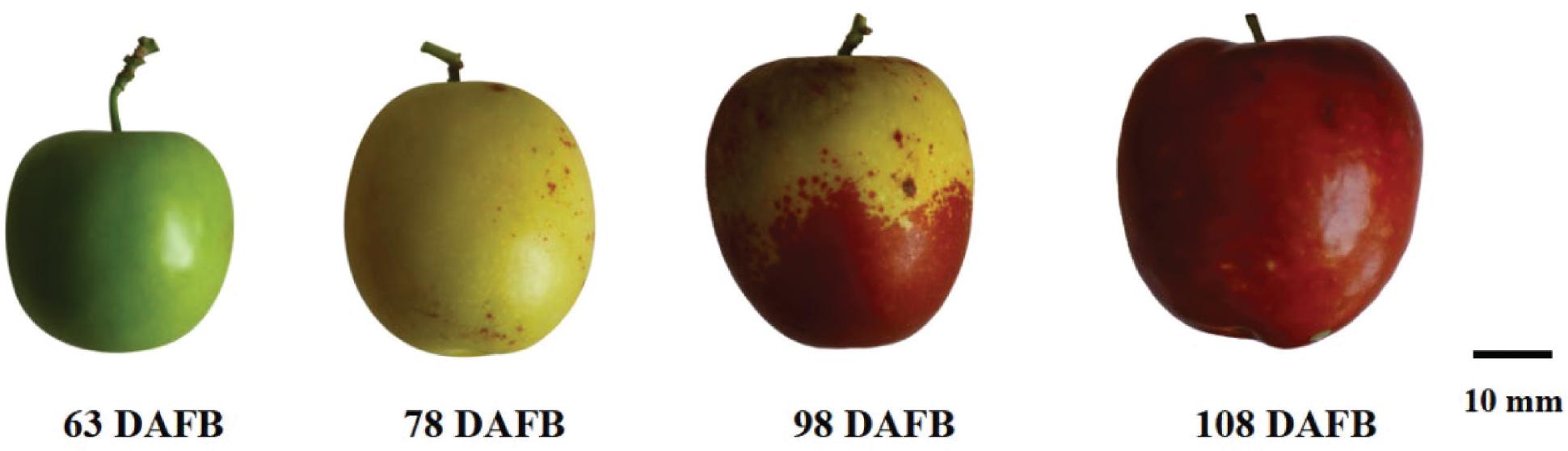 Photographs of Z. jujuba cv. 'Dongzao' at four different stages of development (63 days, 78 days, 98 days, 108 days after flower blooming corresponding to the expansion stage, the FE stage, WM stage, ER stage, and FR stage, respectively). ER, early red; FE, fruit expanding; FR, full red; WM, white-mature.