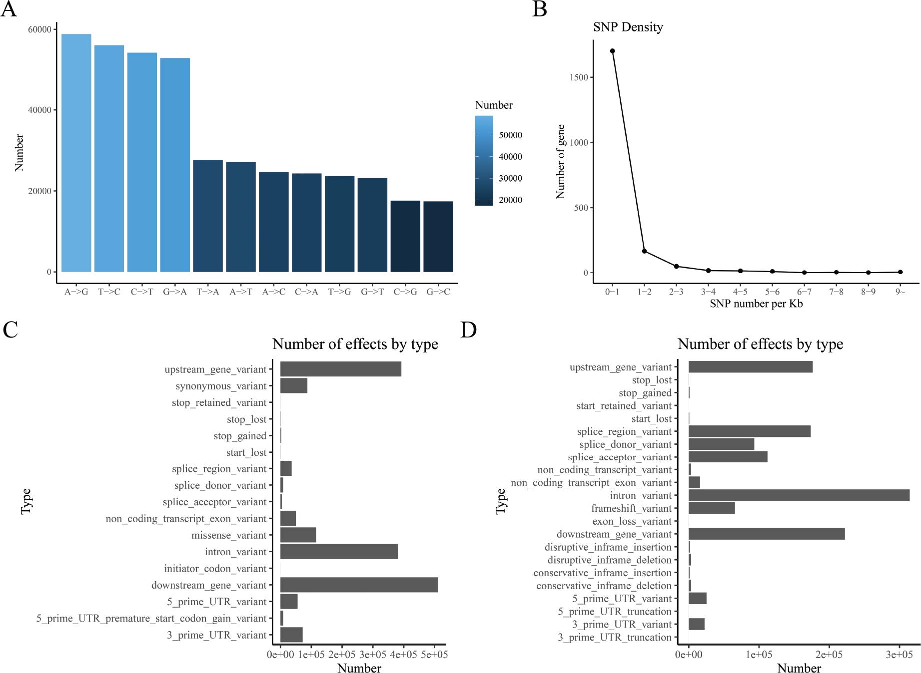 Global assessment of transcriptome data. (A) Sequencing of single-base conversion types. (B) Distribution density of SNP counts, which shows the quality of transcriptome libraries. (C) SNP annotation categorisation. (D) INDEL-annotated classification. INDEL, insertion-deletion; SNP, single nucleotide polymorphism.