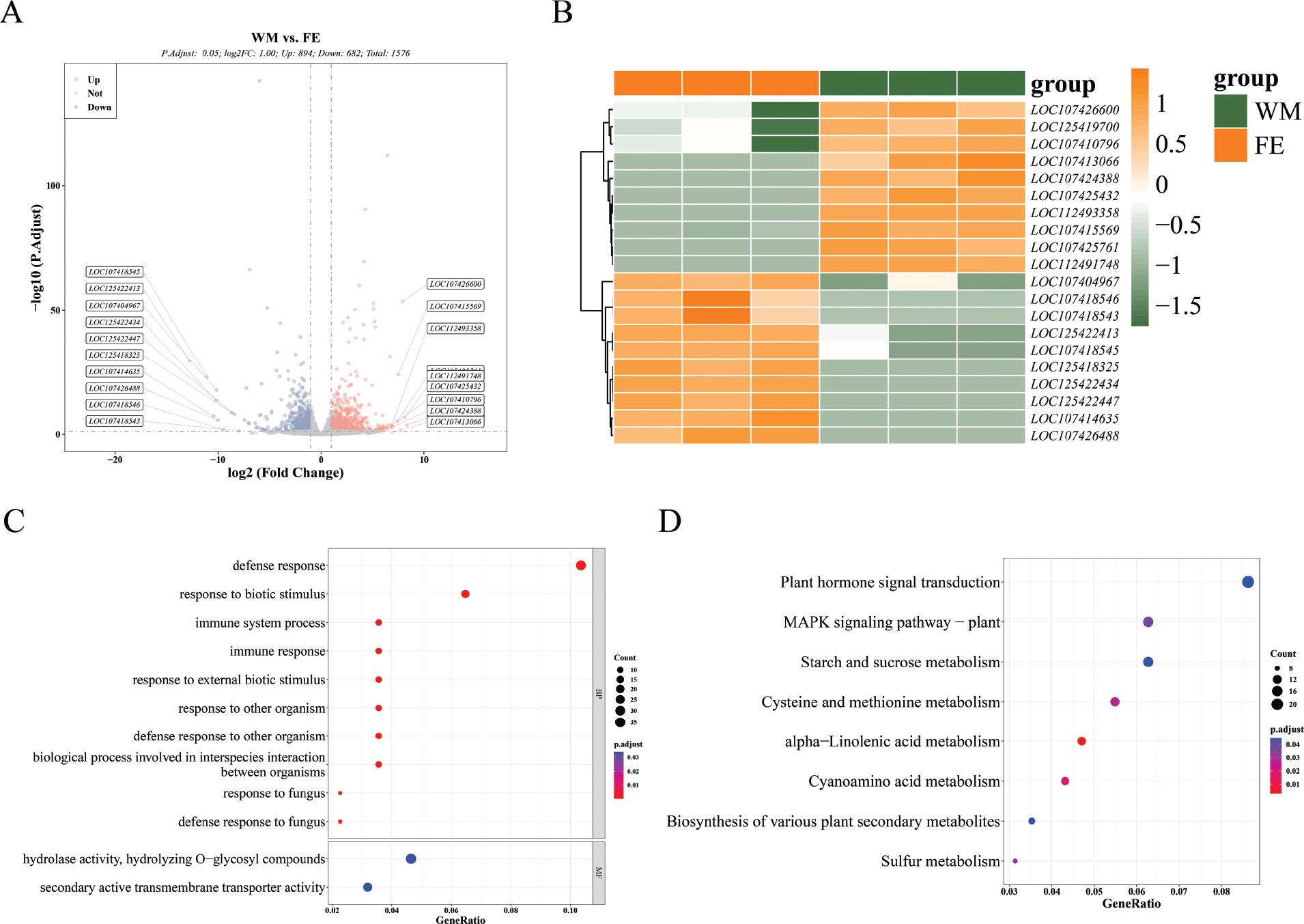 Transcriptome analysis of fruit at the WM and FE stages. (A) Volcano plot showing the DEGs; the blue dots represent downregulated genes and the red dots represent upregulated genes. (B) Clustering heat maps of the top 10 DEGs, each row represents a gene and each column represents a sample, with the colour bands on the right indicating different gene expressions; the closer to yellow the higher the gene expression, the closer to green the lower the expression. (C) GO functional enrichment analysis of the genes in the FE and WM jujube groups. (D) KEGG functional enrichment analysis of the genes in the FE and WM jujube groups. DEGs, differentially expressed genes; FE, fruit expanding; GO, gene ontology; KEGG, Kyoto encyclopedia of genes and genomes; WM, white-mature.