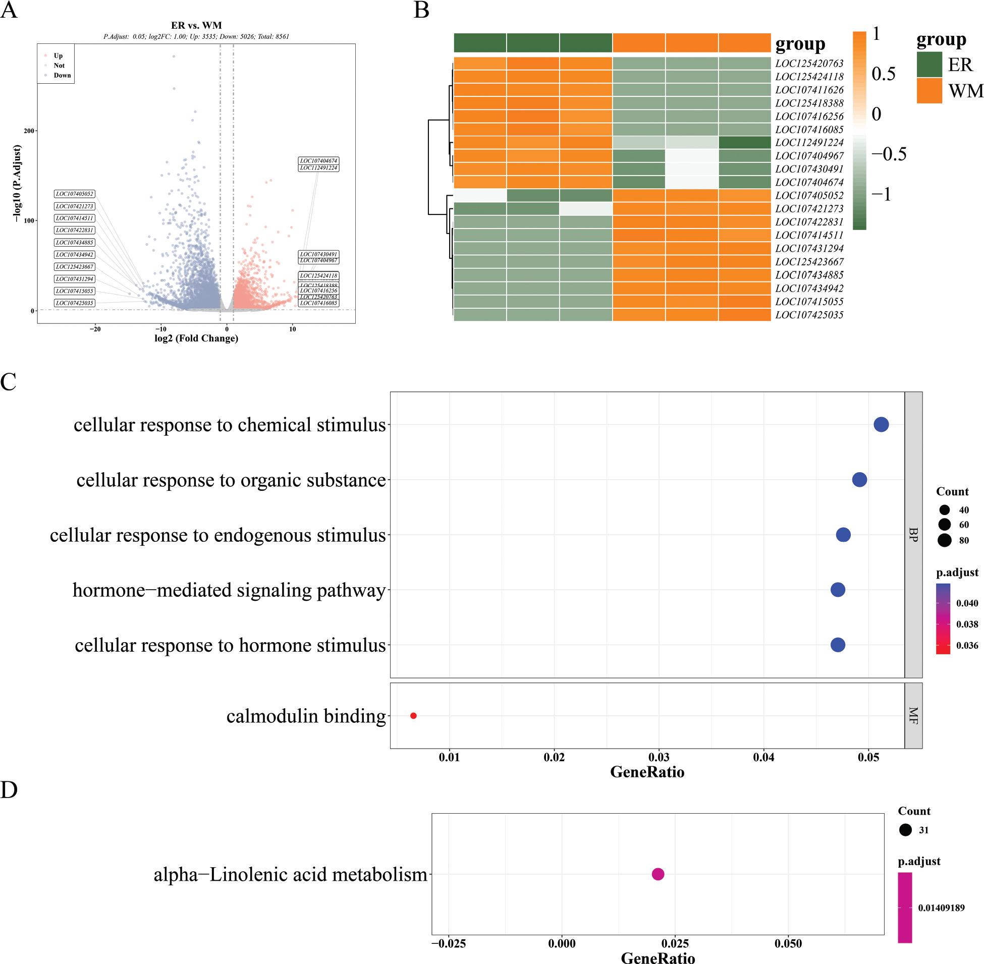 Transcriptome analysis of fruit at the ER and WM stages. (A) Volcano plot demonstrating the DEGs; blue dots represent downregulated genes and the red dots represent upregulated genes. (B) Clustering heat maps of the top 10 DEGs, each row represents a gene and each column represents a sample, with the colour bands on the right indicating different gene expressions; the closer to the yellow the higher the gene expression, while the closer to the green the lower the expression. (C) GO functional enrichment analysis of genes in the WM and ER jujube groups. (D) KEGG functional enrichment analysis of genes in the WM and ER jujube groups. DEGs, differentially expressed genes; ER, early red; GO, gene ontology; KEGG, Kyoto encyclopedia of genes and genomes; WM, white-mature.