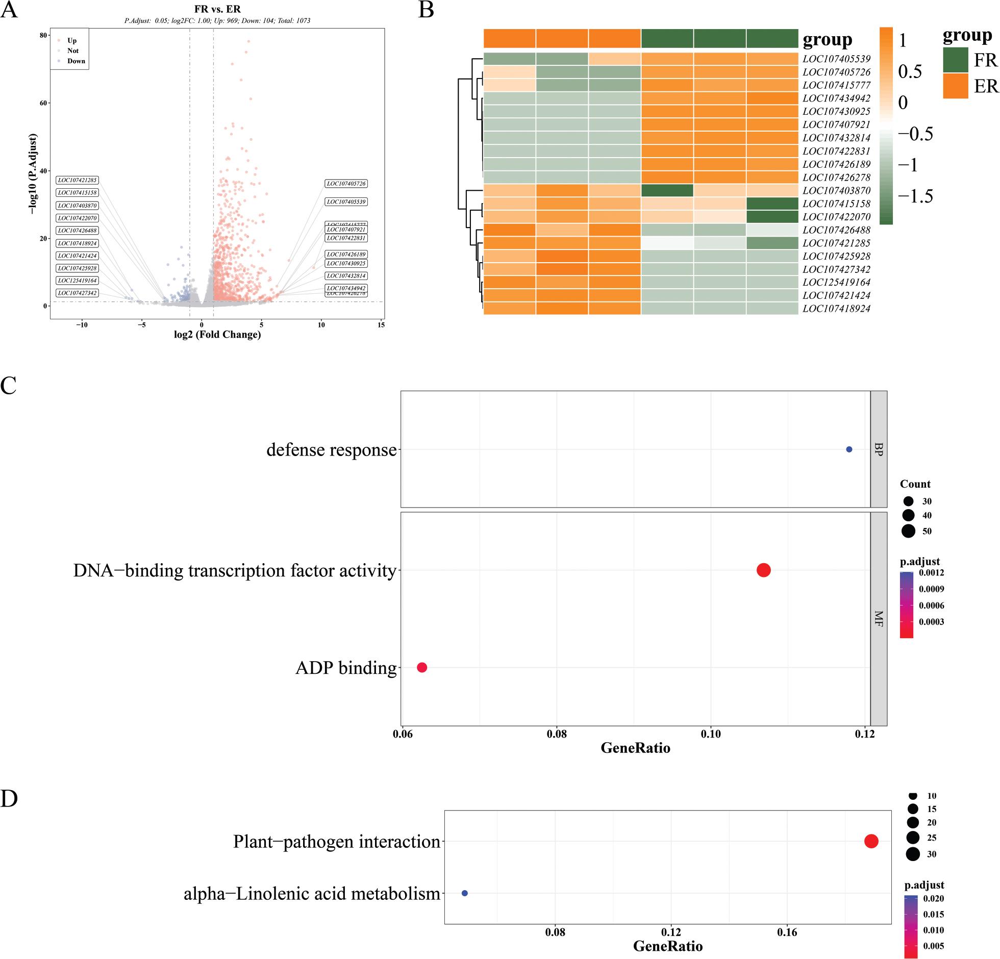 Transcriptome analysis of fruit at the ER and FR stage. (A) Volcano plot showing the DEGs, the blue dots represent downregulated genes and the red dots represent upregulated genes. (B) Clustering heat maps of the top 10 DEGs, each row represents a gene and each column represents a sample, with the colour bands on the right indicating different gene expressions; the closer to the yellow the higher the gene expression, and the closer to the green the lower the expression. (C) GO functional enrichment analysis of genes in the ER and FR groups of jujuba. (D) KEGG functional enrichment analysis of genes in the ER and FR groups. DEGs, differentially expressed genes; ER, early red; FR, full red; GO, gene ontology; KEGG, Kyoto encyclopedia of genes and genomes.