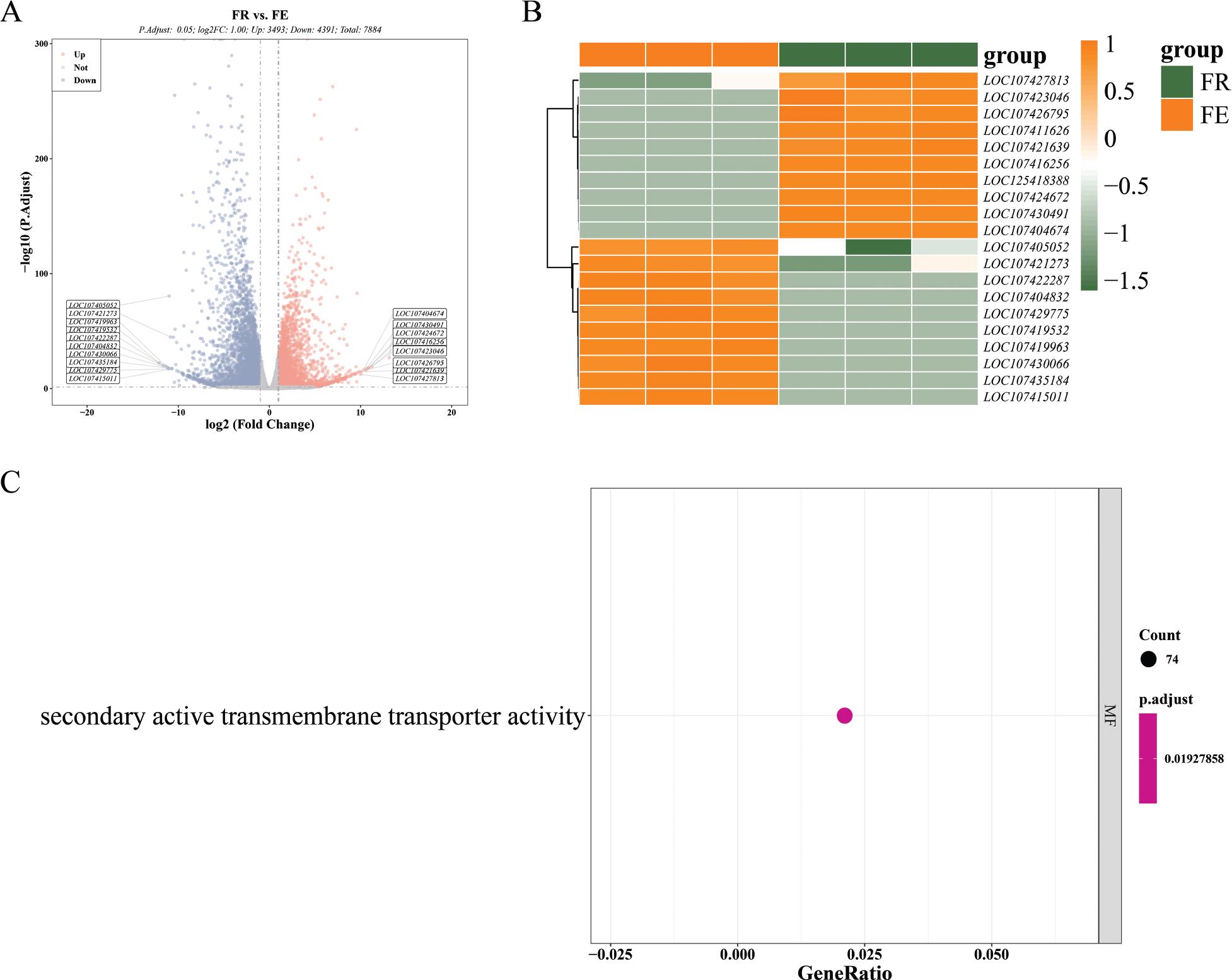 Transcriptome analysis of fruit at the FE and WM stages. (A) Volcano plot indicating the DEGs; blue dots represent downregulated genes and the red dots represent upregulated genes. (B) Clustering heat maps of the top 10 DEGs, each row represents a gene and each column represents a sample, with the colour bands on the right indicating different gene expressions; the closer to the yellow the higher the gene expression, and the closer to the green the lower the expression. (C) GO functional enrichment analysis of the genes in the FE and WM jujube groups. DEGs, differentially expressed genes; FE, fruit expanding; GO, gene ontology; WM, white-mature.