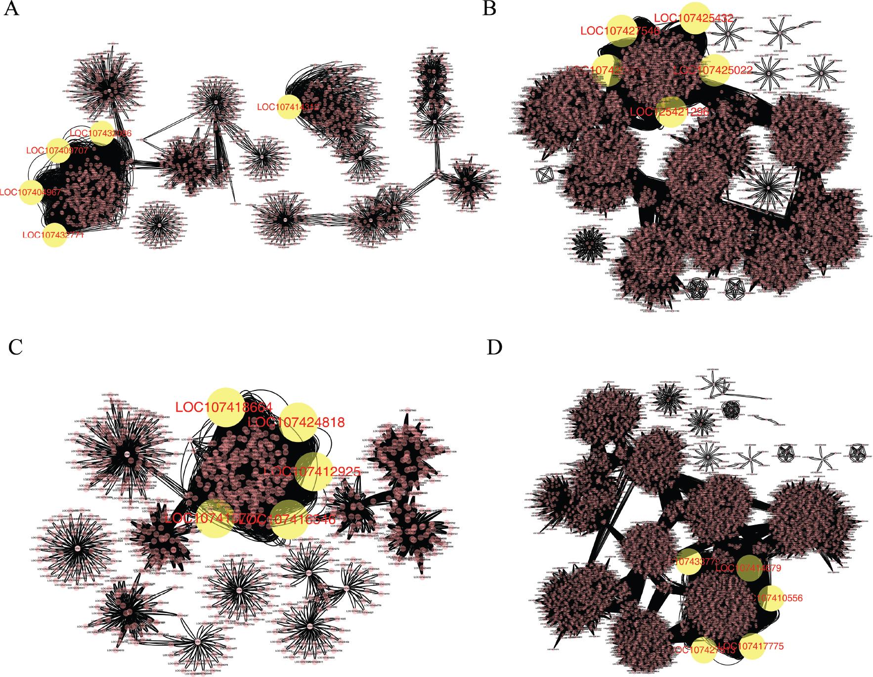 Gene interaction network diagram. The pink nodes represent non-hub genes obtained, the yellow nodes represent hub genes after correlation coefficient screening and black lines indicate the presence of correlation between genes. The black line indicates the correlation between genes: (A) WM vs FE; (B) ER vs WM; (C) FR vs ER; (D) FR vs FE. ER, early red; FE, fruit expanding; FR, full red; WM, white-mature.
