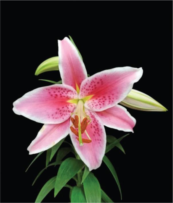 L. orientalis’Sorbonne’.