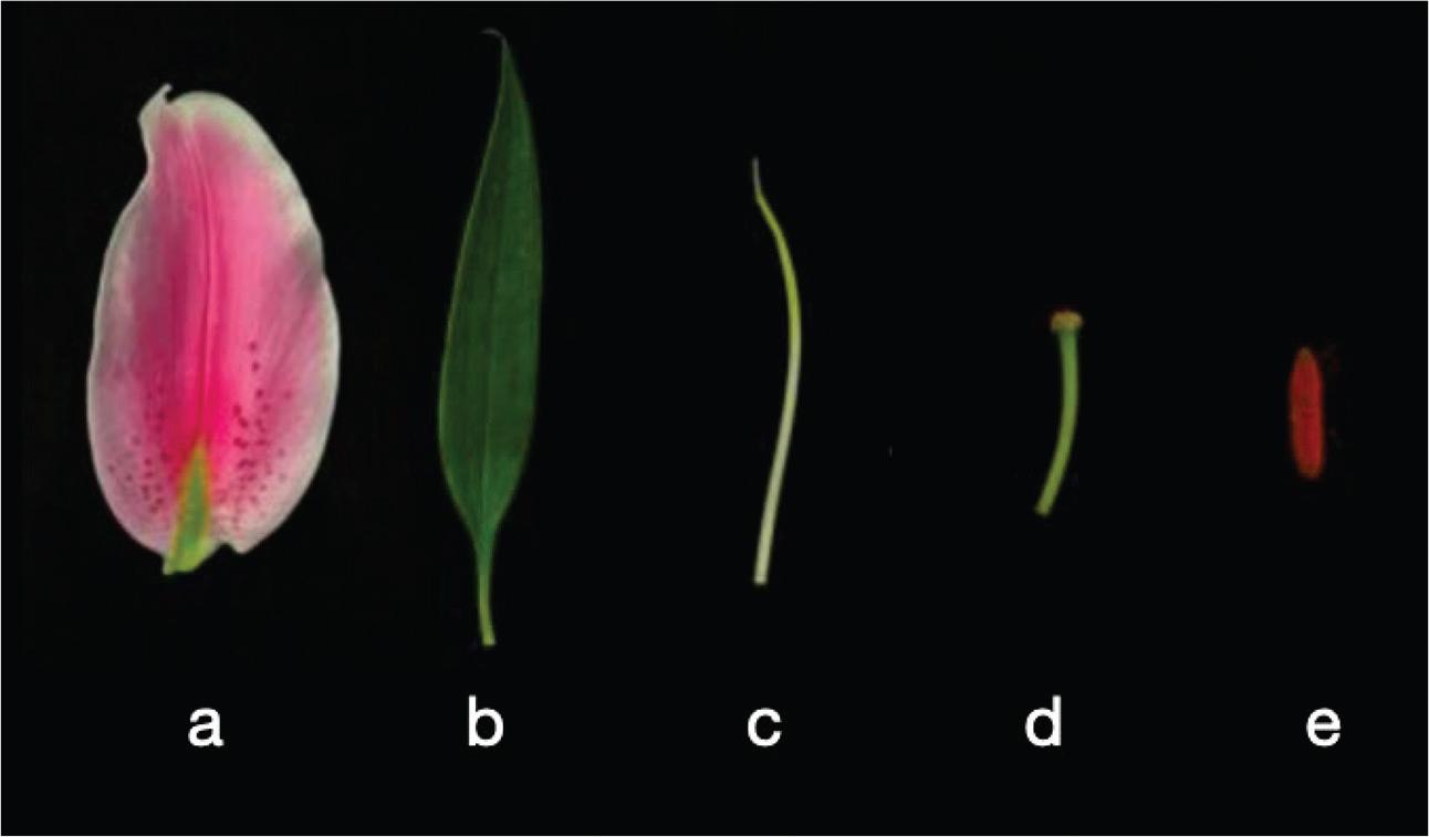 Parts of the flower of L. orientalis’Sorbonne’: (A) petal, (B) leaf, (C) filament, (D) stigma and (E) anther.